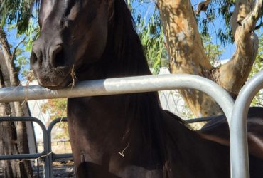 Australian Andalusian