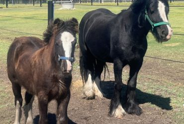 Purebred Gypsy Cob Filly