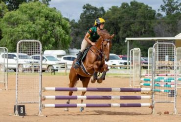 Great Jumper TB Mare