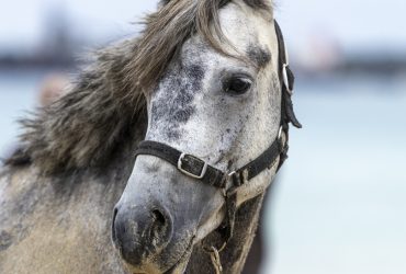 Handsome pony with plenty of potential