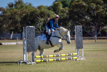 Athletic Highland Pony ready to start his career