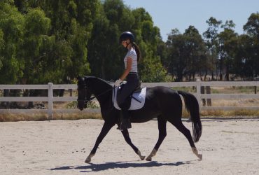 Amazing welsh warmbood