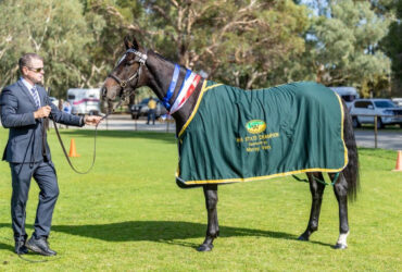 AWHA Platinum Status Carlsberg E filly, Chicago dam