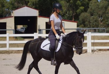 Amazing welsh warmbood