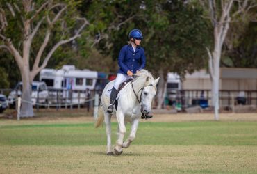 Athletic Highland Pony ready to start his career