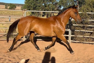 ASH Bay Gelding 12yo 16hn