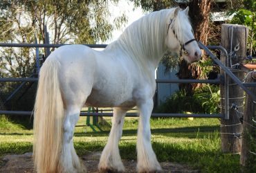 For Sale Desert Jewel Flash’s Gold As Ice (IMP) Gypsy Cob Stallion