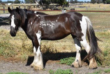 For Sale Gypsian Sands Stardusted Enchantress Gypsy Cob Mare