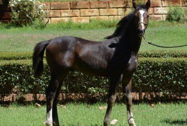 Impressive Hanoverian Colt by Elastic x Sezuan x Dancier