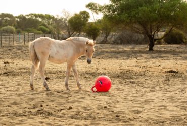 Purebred Norwegian Fjord Horse Filly