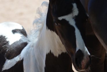 International Quality Colt by Evening Star Arctic Night