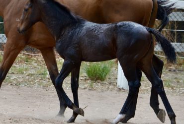 Stunning Sporthorse Filly by Evening Star Arctic Night