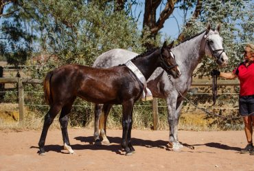 AWHA Platinum Status Carlsberg E filly, Chicago dam