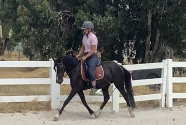 Super welsh warmbood