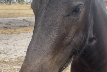 Pure Gypsy Cob Filly