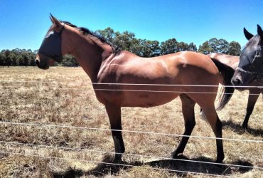 HHSA Studbook Mare with Show/Eventing Potential