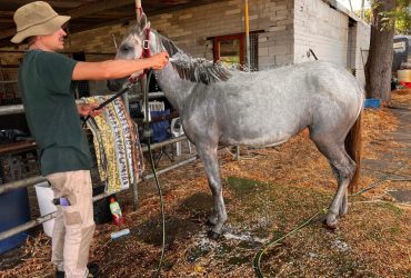 Andalusian pony