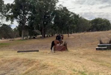 Flashy 13yo TB gelding for sale