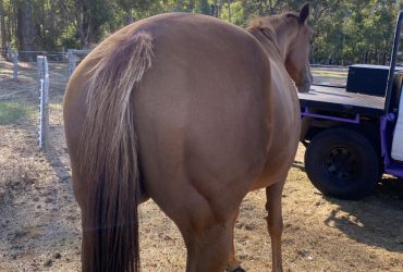 Chestnut Mare 15.3hhs
