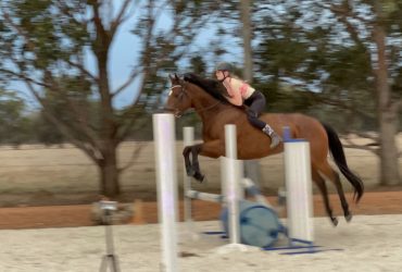 16 hh bay gelding 11 years old