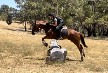 Beautiful chestnut stockhorse