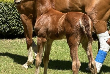 Stunning ELITE Filly by So Unique (Sezuan/Donnerhall)