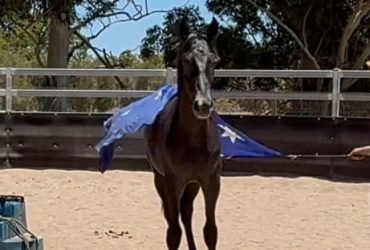 Future showjumping star
