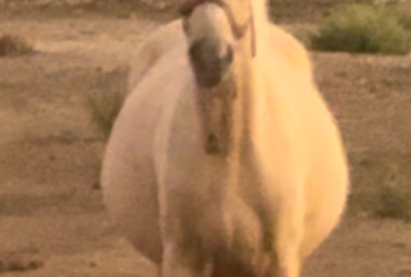 Eye Catching Palomino