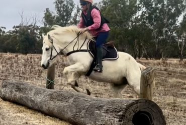 Athletic Highland Pony ready to start his career