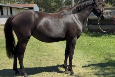 The quietest Black Beauty German Riding pony filly