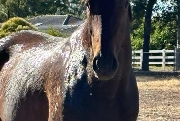 TB Gelding Free after trial/lease
