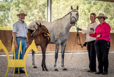 Warmblood mare De Niro, Ferrero Rocher, Daktylus, ride or breed