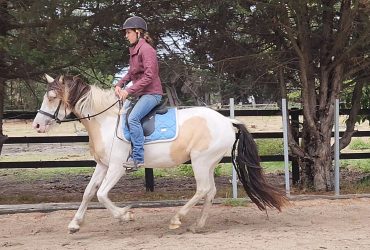 4yr old gypsy cob x mare