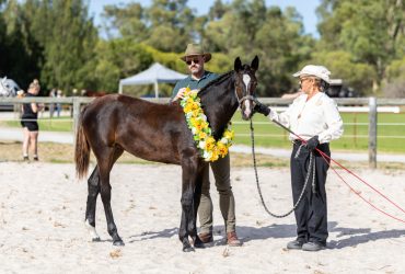 AWHA Platinum Status Carlsberg E filly, Chicago dam