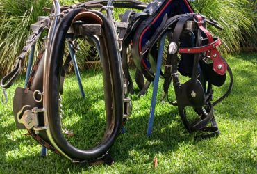 Full Clydesdale Harness – Show quality