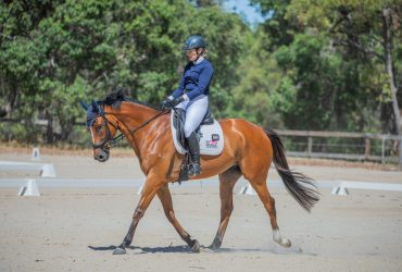 6 year old OTT Gelding