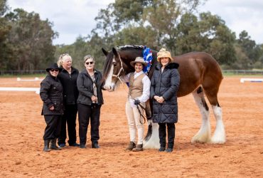 Lovely purebred Clydesdale Mare – Proven broodmare and Winner in hand