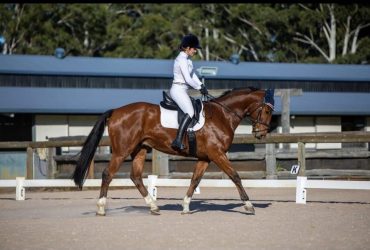 Quality Warmblood gelding by Fiderstern