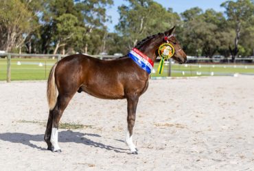 Smart Talented Trainable WBx Weanling