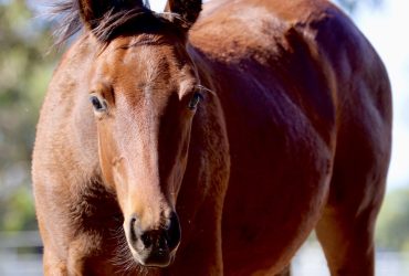 QH Filly