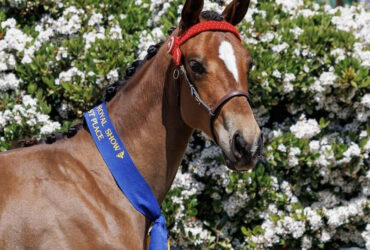 WB yearling filly – Talented, Trainable and athletic 