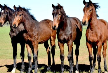 European horses built in WA