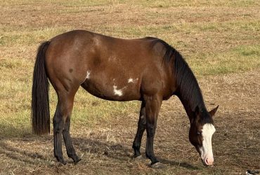 2.5yo paint filly