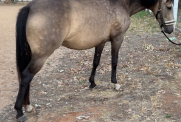 Buckskin warmblood x quarterhorse – stunning mare