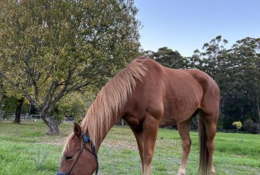 WANTED – Green Pony for Project