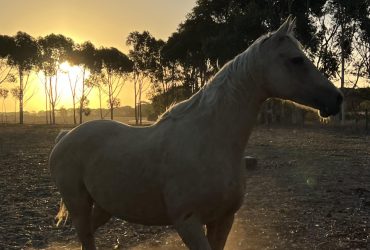 Quarter horse x Arab – boo