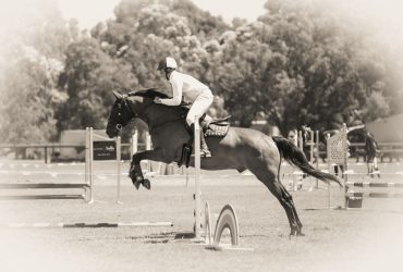 The Perfect Adult Riders Mount