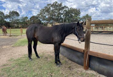 Very quiet quality all round warmblood filly
