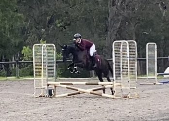 Stunning Large Pony