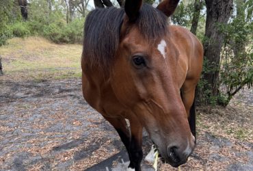 Standardbred Gelding for trail and pleasure